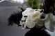 White Peonies with Black Feathers